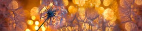 Кухонный фартук Мерцание Одуванчики золотистые 3 серебро в Рубцовске - rubcovsk.katalogmebeli.com | фото