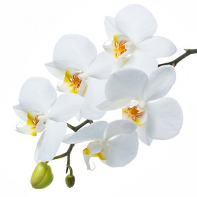 Стол обеденный Танго белый/Орхидея в Рубцовске - rubcovsk.katalogmebeli.com | фото 3